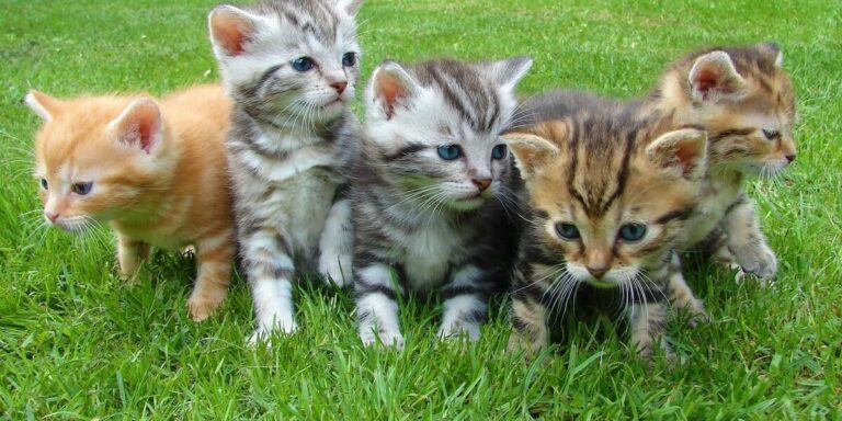 고양이 5마리가 잔디에 앉아 있는 이미지